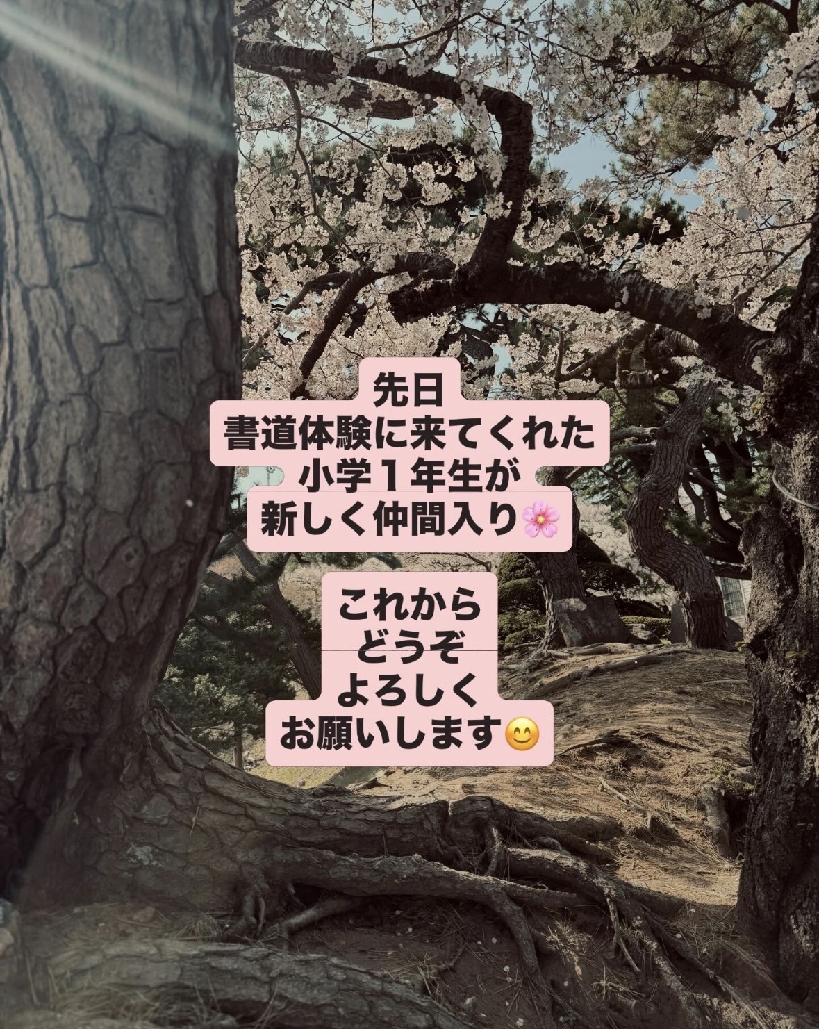 函館の桜書道教室の体験　小学生が入会